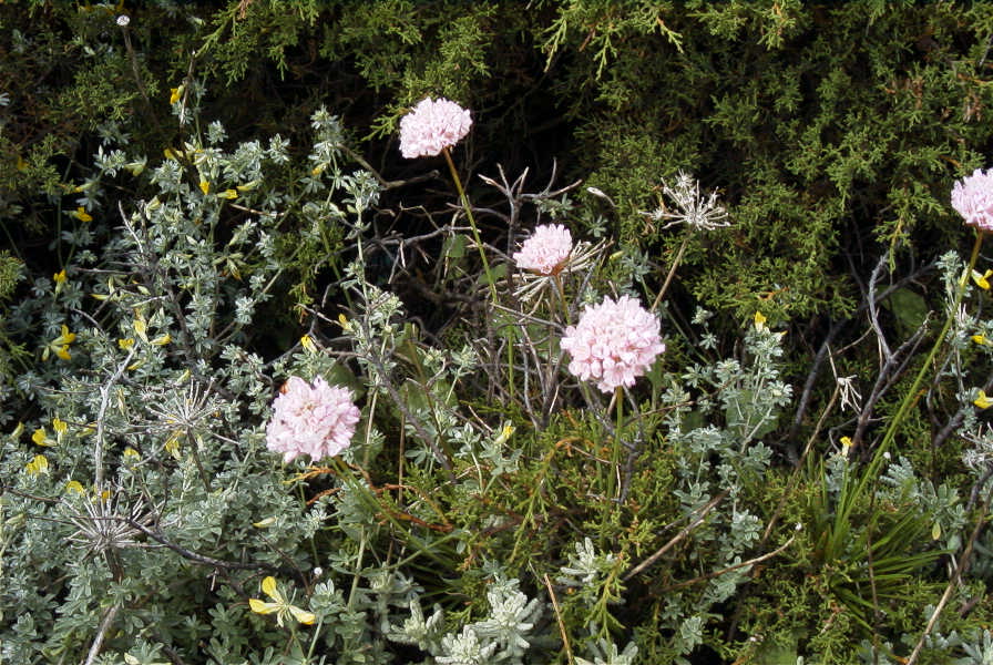 2003-04-14-014-Armeria-maritima
