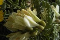 2003-04-14-016-Lupin-unknown