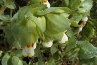 2003-04-14-017-Cerinthe-major