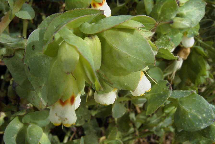 2003-04-14-017-Cerinthe-major