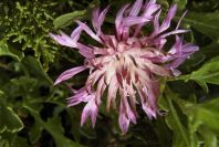 2003-04-14-018-Thistle