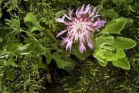 2003-04-14-019-Thistle