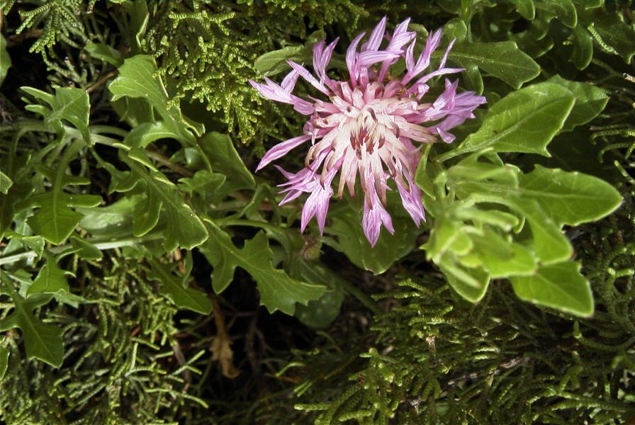 2003-04-14-019-Thistle