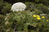 2003-04-14-021-Daucus-carota