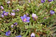 2003-04-14-026-Anagalis-arvensis