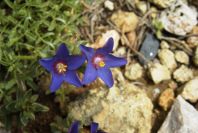 2003-04-14-027-Anagalis-arvensis