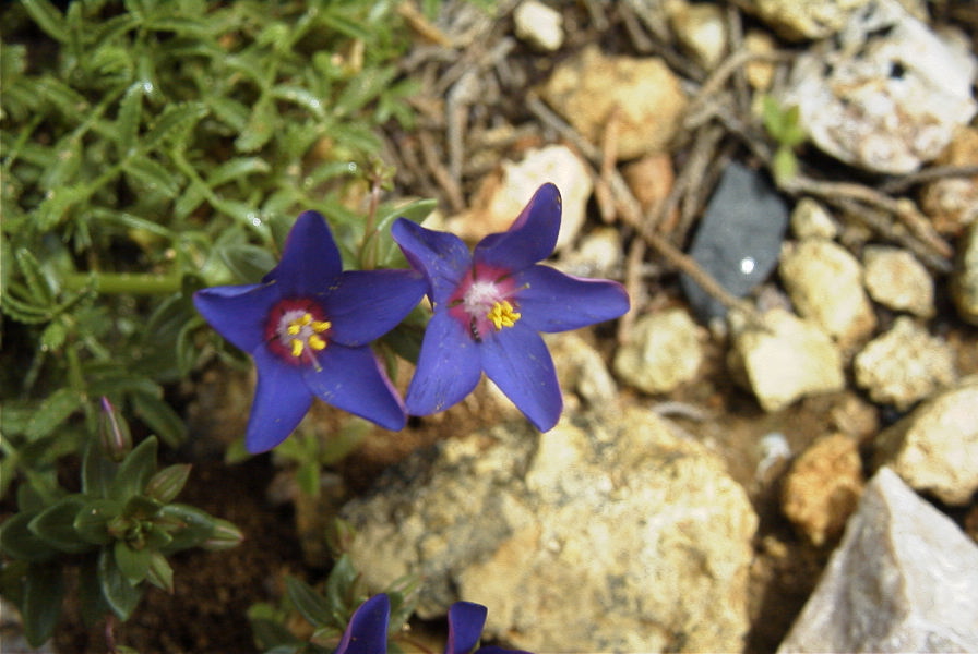 2003-04-14-027-Anagalis-arvensis