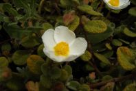 2003-04-14-028-Cistus