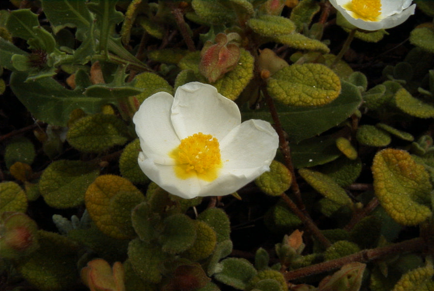 2003-04-14-028-Cistus