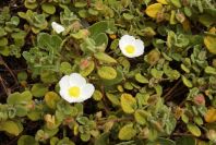 2003-04-14-029-Cistus