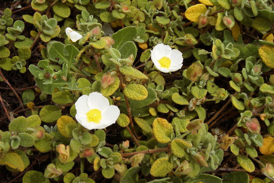 2003-04-14-029-Cistus