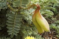 2003-04-14-030-Lupin-pod