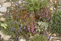 2003-04-14-031-Thyme-garden