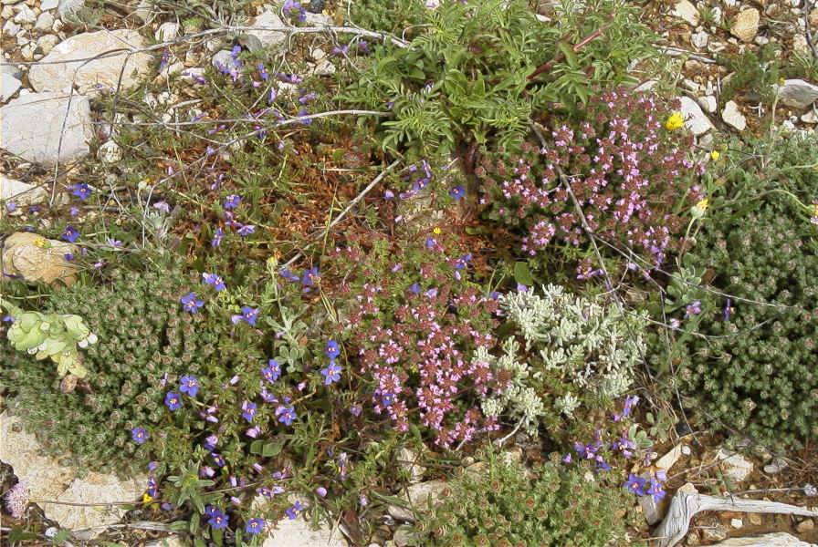 2003-04-14-031-Thyme-garden
