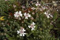 2003-04-14-034-Unknown