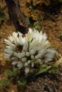 2003-04-14-050-Allium
