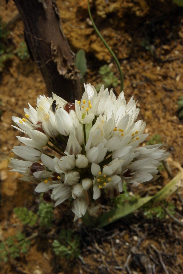 2003-04-14-050-Allium