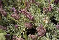 2003-04-14-054-Lavandula