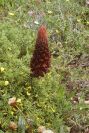 2003-04-14-056-Orobanche-foetida