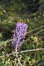 2003-04-14-059-Muscari