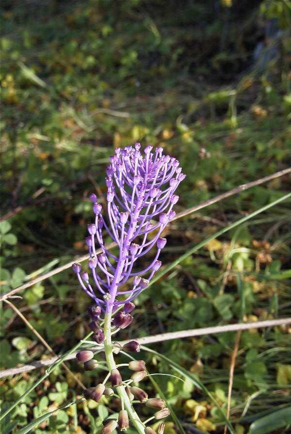 2003-04-14-059-Muscari