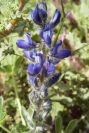 2003-04-14-064-Lupin-blue