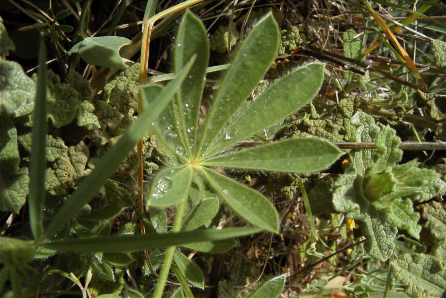 2003-04-14-065-Lupin-blue-leaf