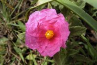 2003-04-14-066-Cistus-vivid-pink