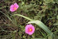 2003-04-14-067-Cistus-vivid-pink