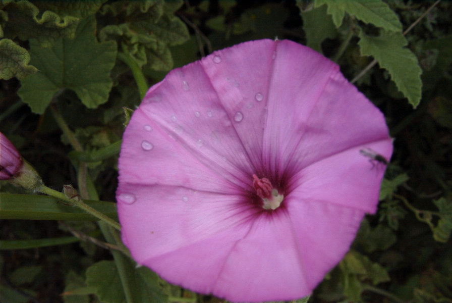 2003-04-14-068-Convolvulus