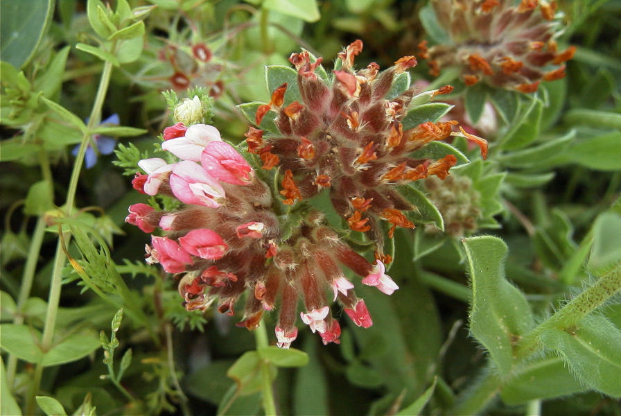 2003-04-14-069-Clover