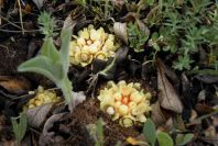2003-04-14-070-Cytinus-yellow