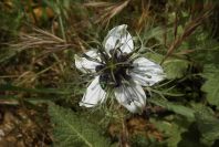 2003-04-14-071-Love-in-a-mist