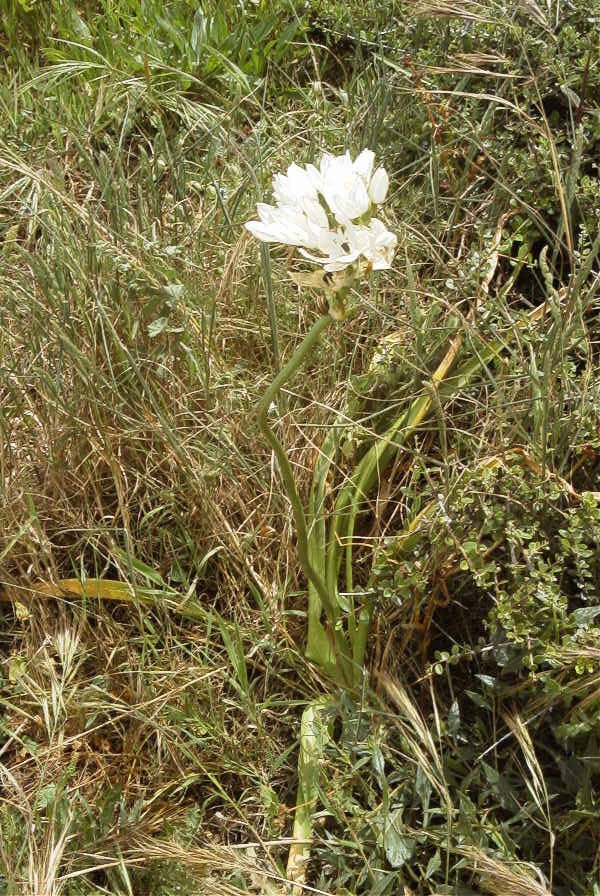 2003-04-14-074-Allium-giant