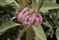 2003-04-14-075-Phlomis-purple