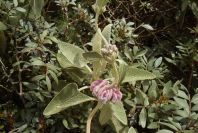 2003-04-14-076-Phlomis-purple