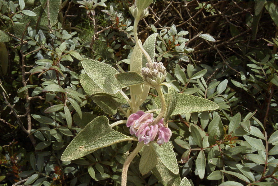 2003-04-14-076-Phlomis-purple