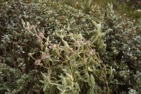 2003-04-14-077-Phlomis-purple