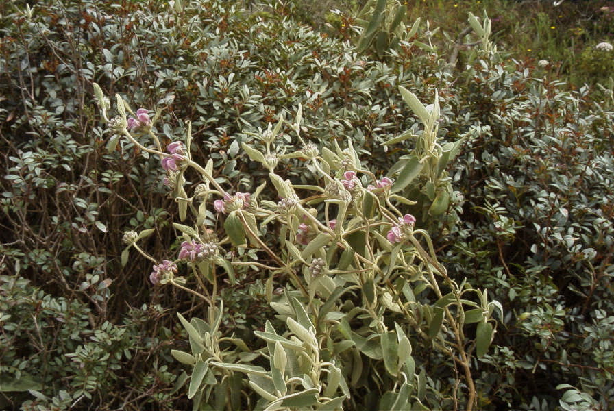 2003-04-14-077-Phlomis-purple