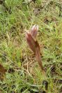 2003-04-14-082-Serapias