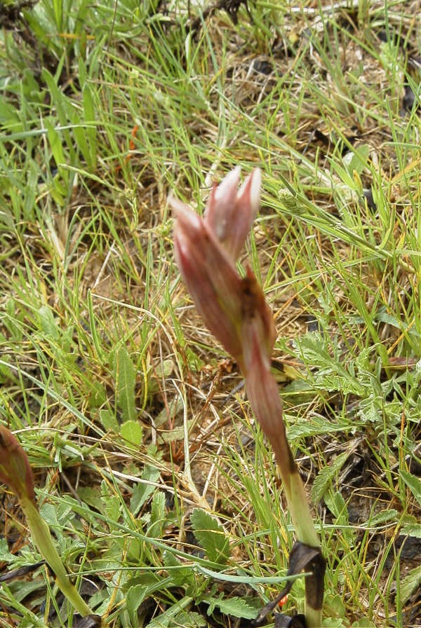 2003-04-14-082-Serapias