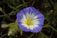 2003-04-15-002-Chillean-bell-flower