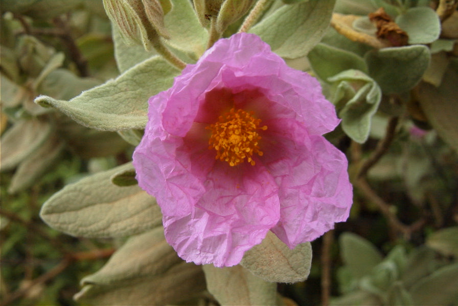 2003-04-15-020-Cistus-saged-leafed