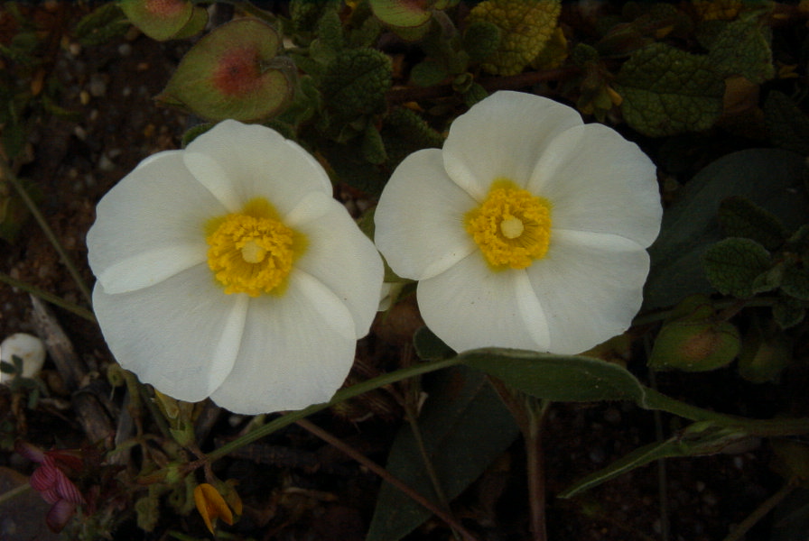 2003-04-15-025-Cistus