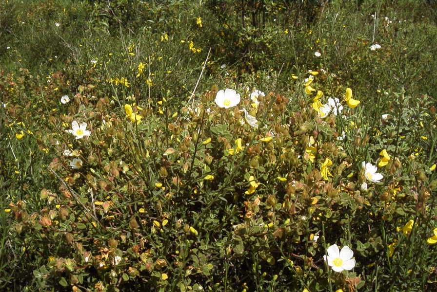 2003-04-15-044-Broom