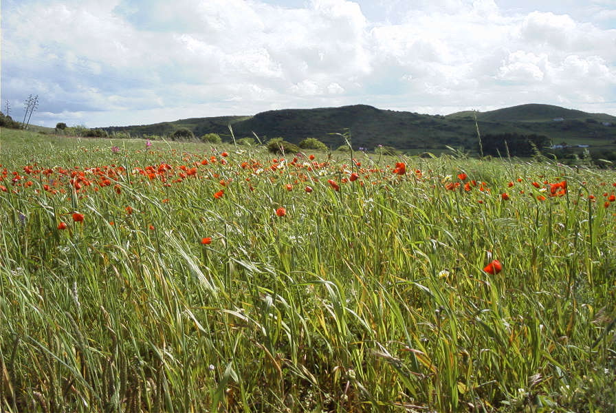 2003-04-15-065-Poppy-meadow
