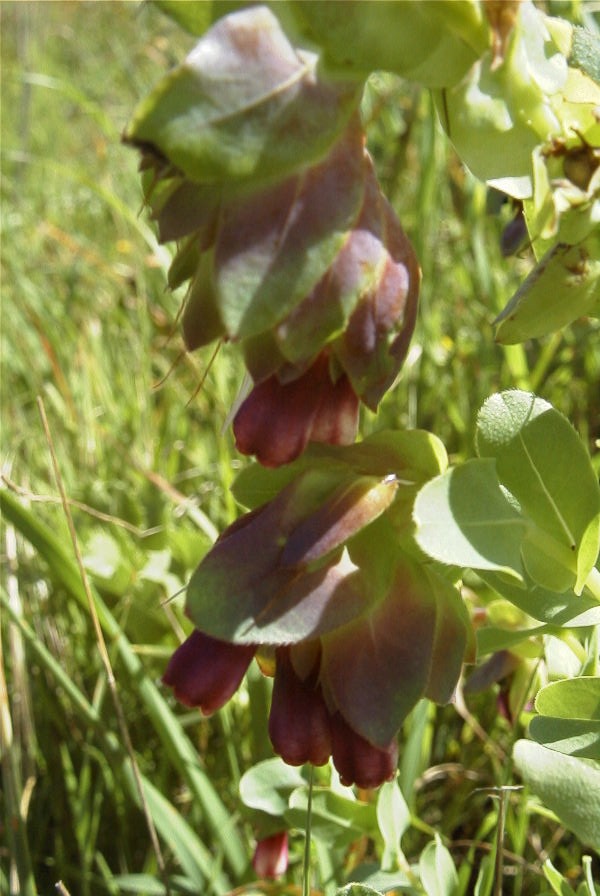 2003-04-15-068-Cerinthe