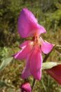 2003-04-16-002-Gladiolus