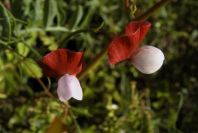 2003-04-16-003-Pea