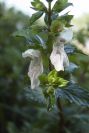 2003-04-16-004-Abelia